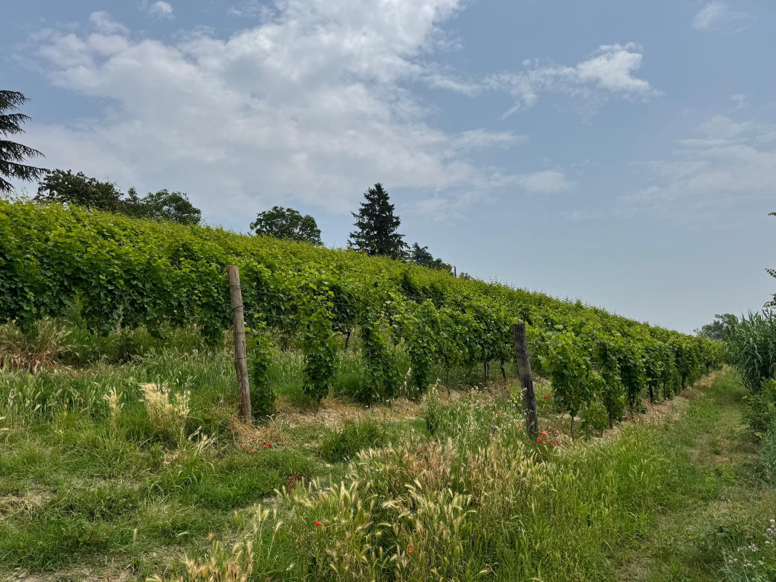 4_3-Weinberg