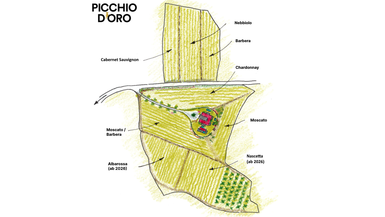 16_9-Weinberg zeichnerische Darstellung 2025_08_07 Zeichnerische Dartstellung weinberg picchio d'oro