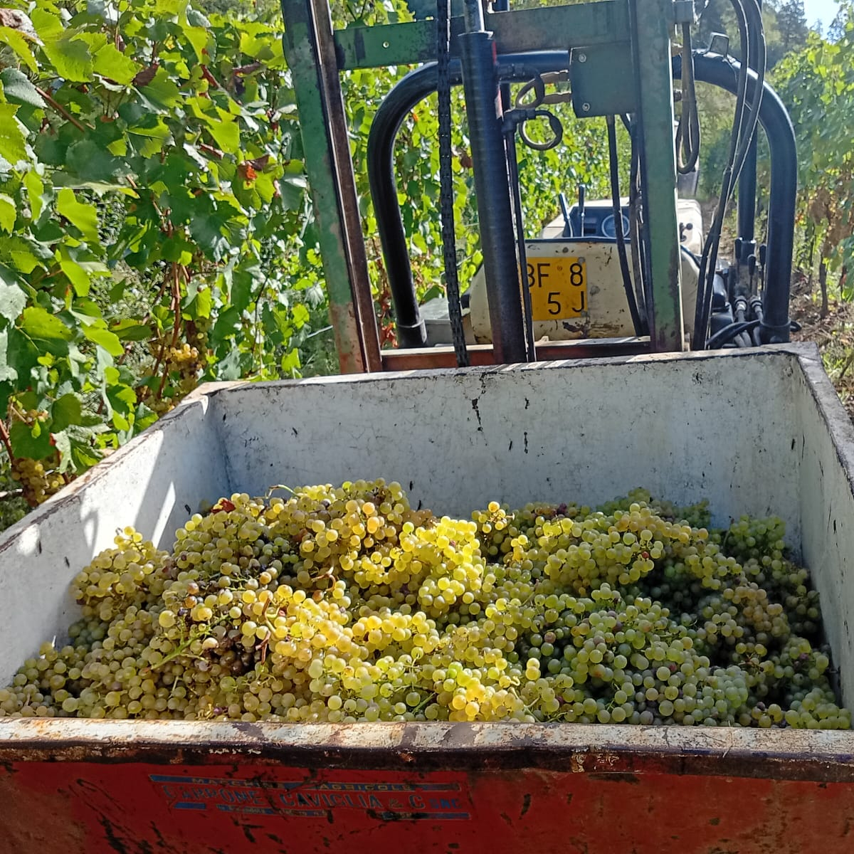 Chardonnay Trauben 2025 1200 x 1200 Chardonnay Trauben Lese 2025