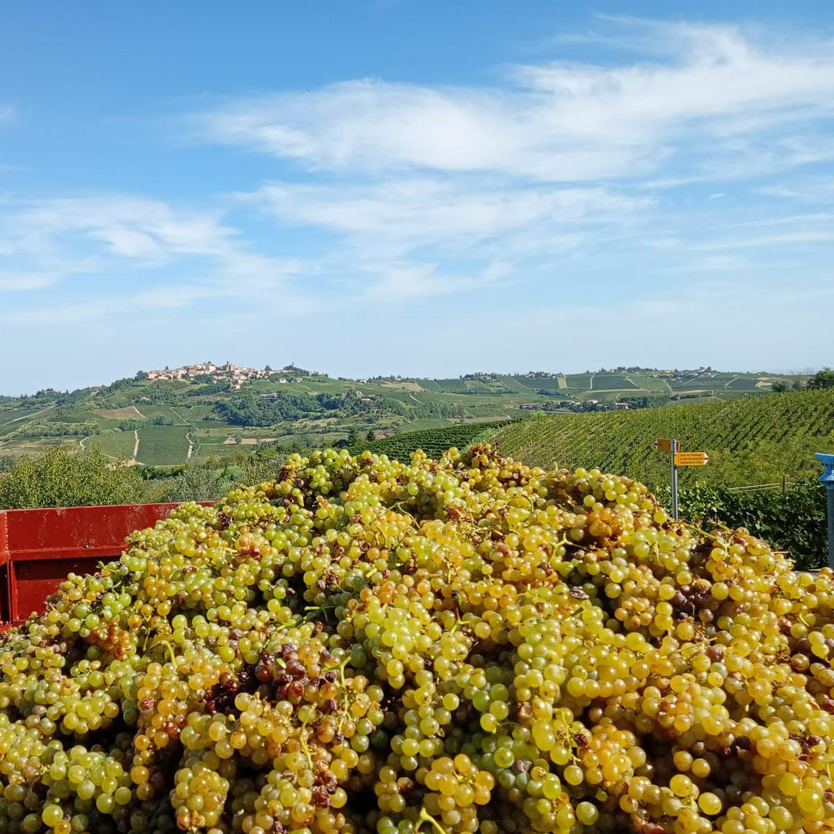 Moscato Trauben 2025 1200 x 1200 Moscato Trauben Lese 2025