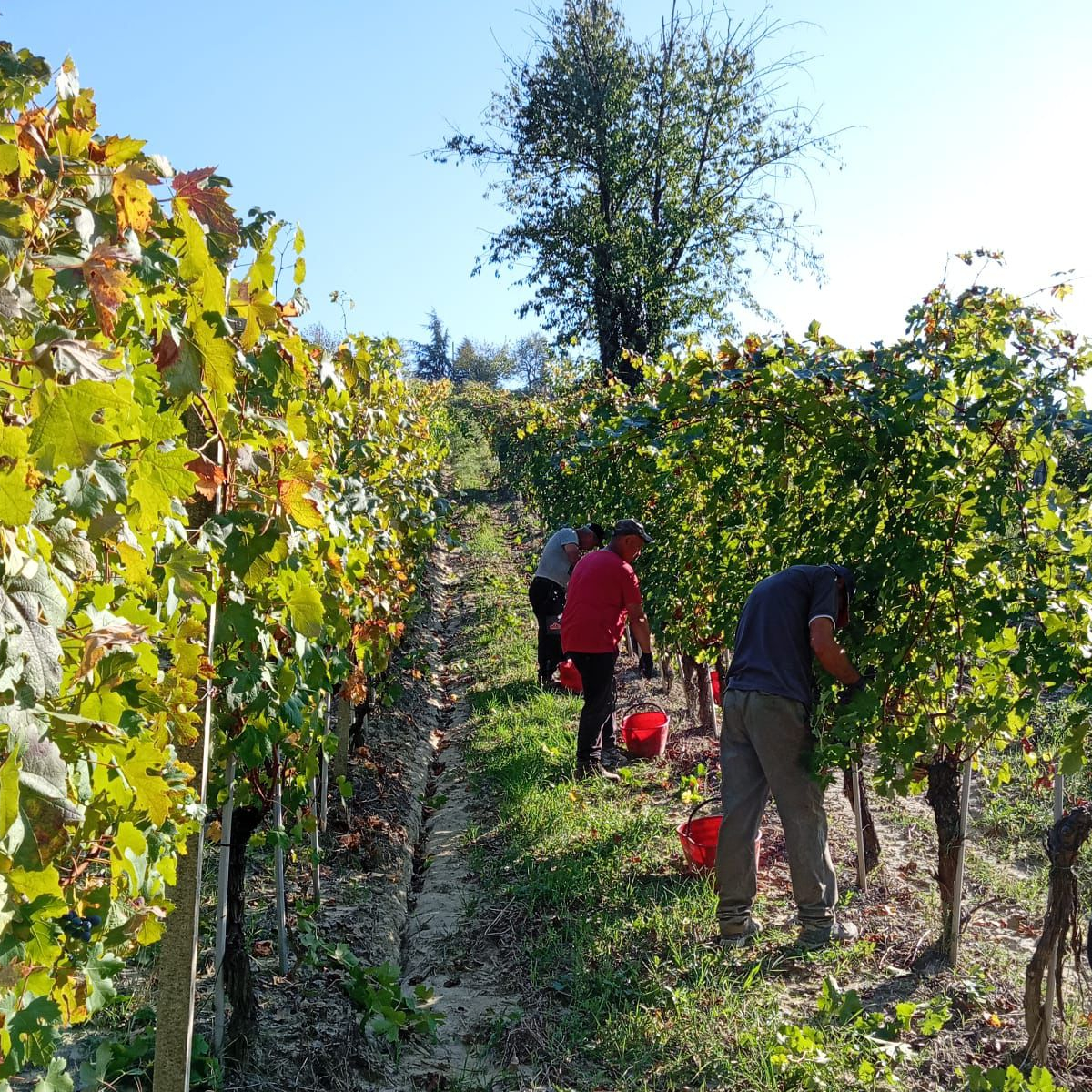 Traubenleser rot bei der Arbeit 2025 - 1200 x 1200 Traubenleser bei der Arbeit in Picchio d'Oro